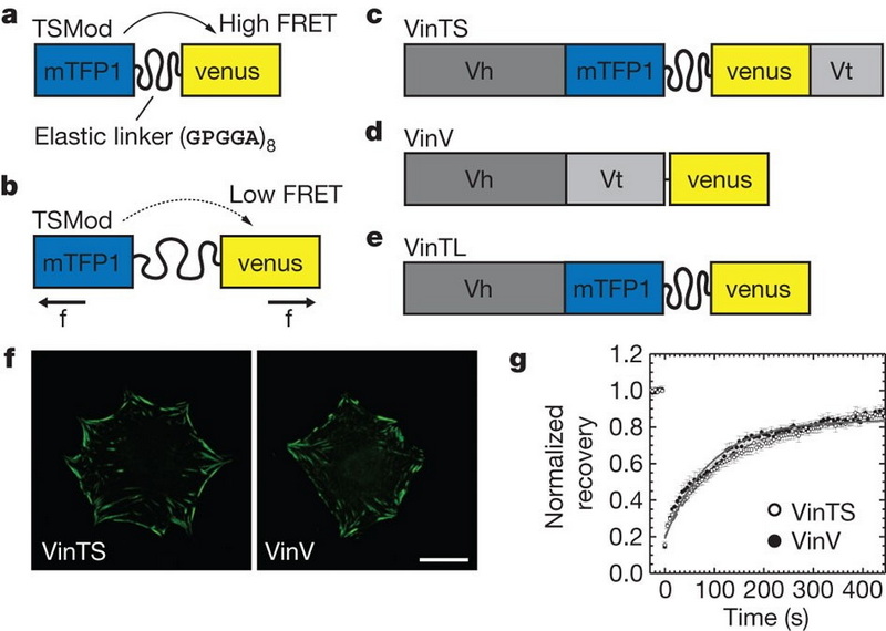 Cellular Tension Detection