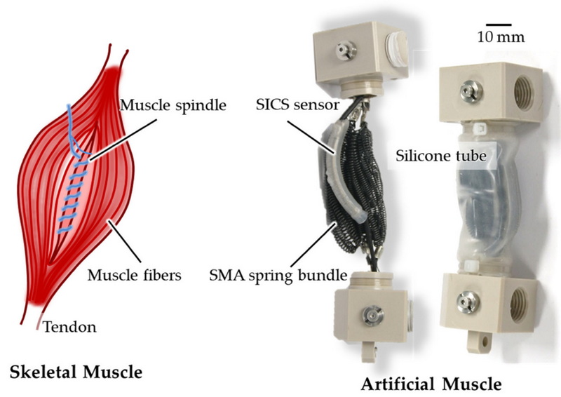 Spring Force Sensor