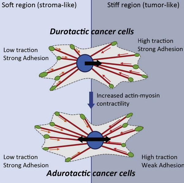 Cancer Cell Research