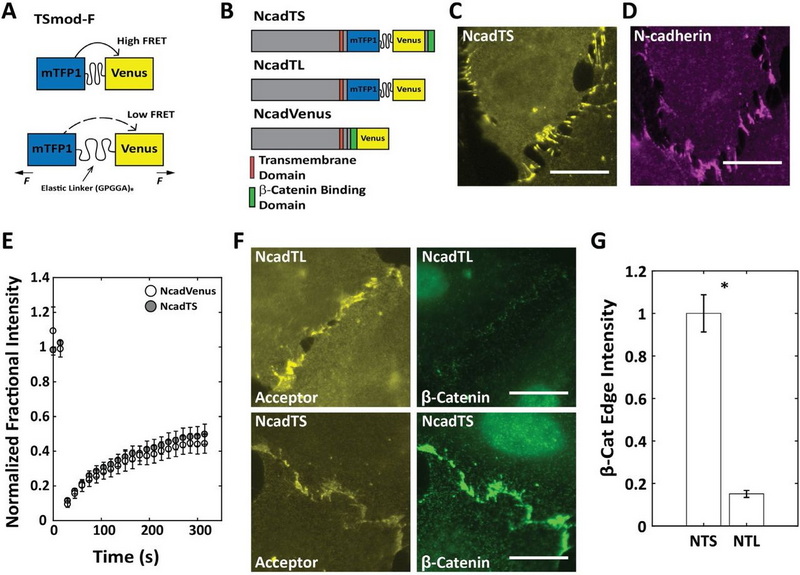 Cell Adhesion Mechanics
